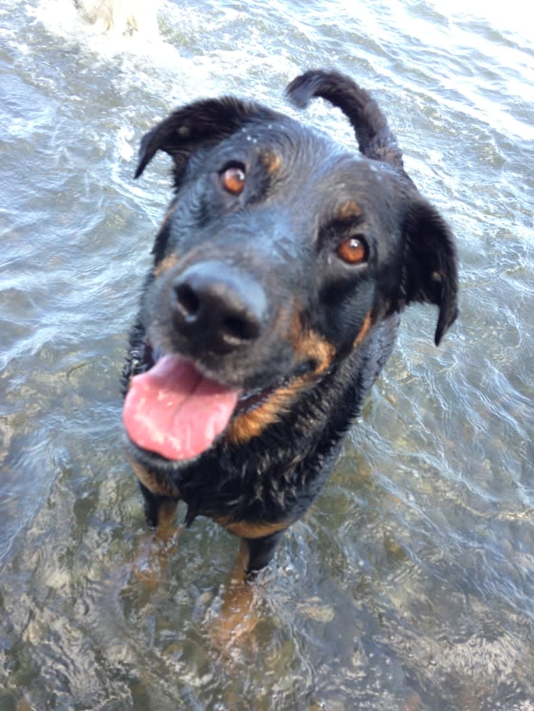 Prim (AKA #bestdogever), a Rottweiler and Labrador Retriever mix tested with EmbarkVet.com