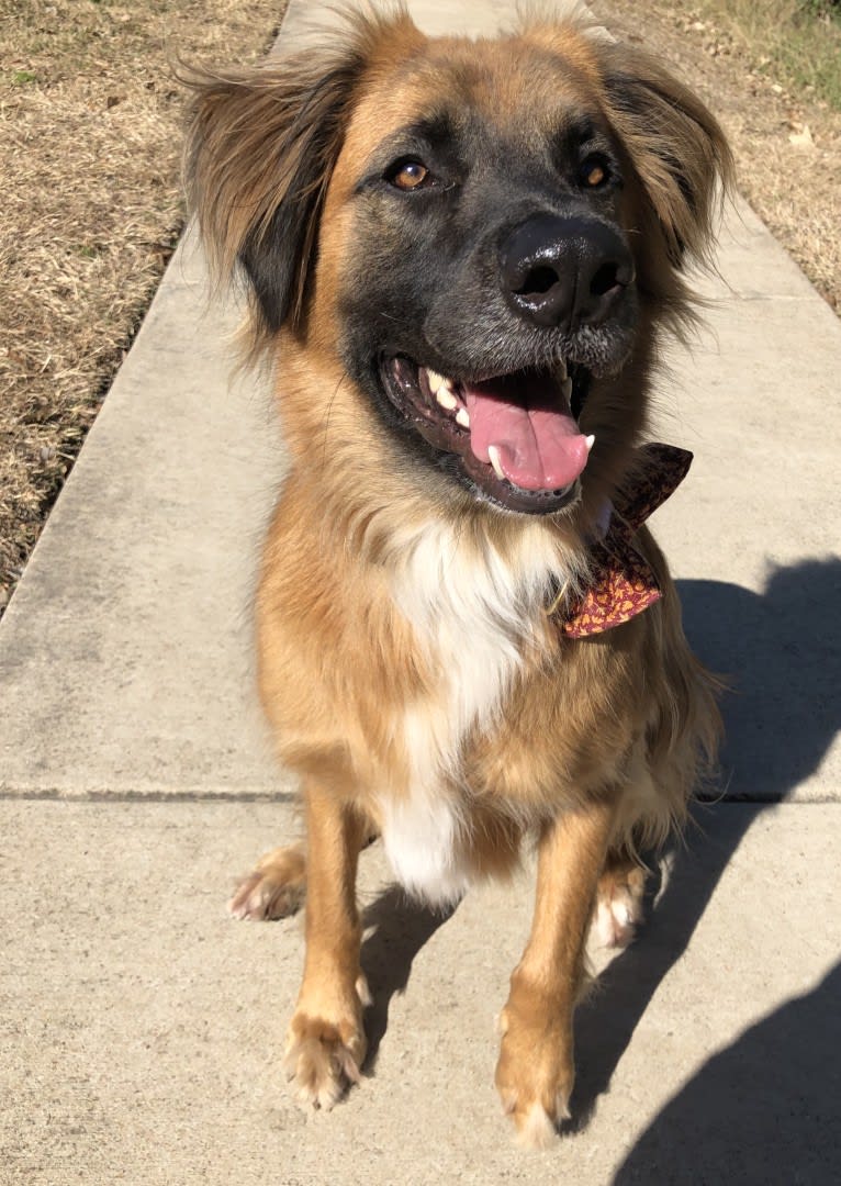 Bodhi, a German Shepherd Dog and Boxer mix tested with EmbarkVet.com