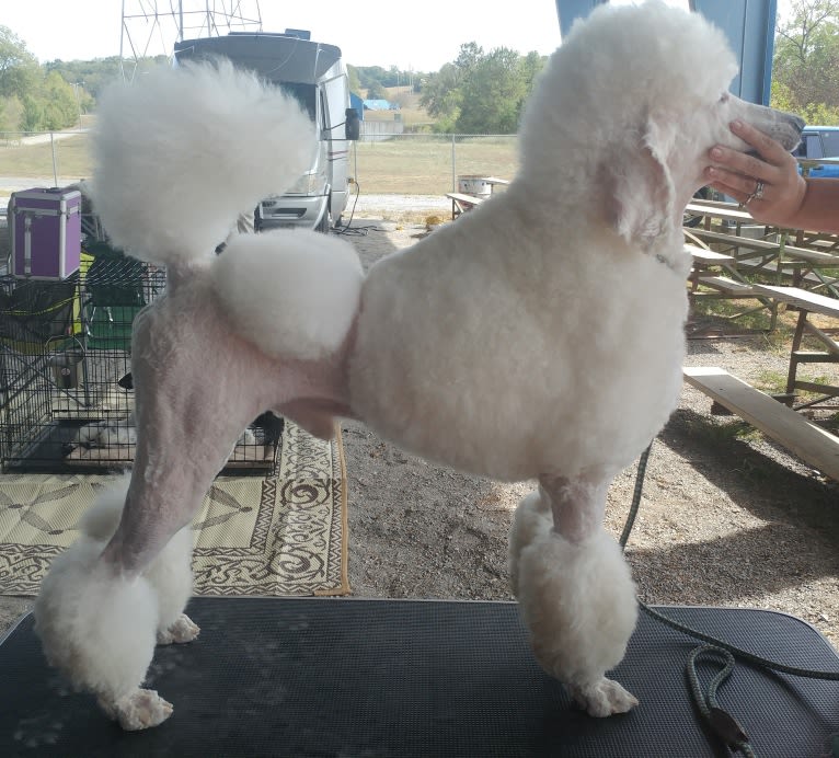 Cherokee, a Poodle (Standard) tested with EmbarkVet.com