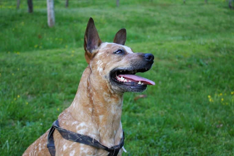 Frost, an Australian Cattle Dog tested with EmbarkVet.com