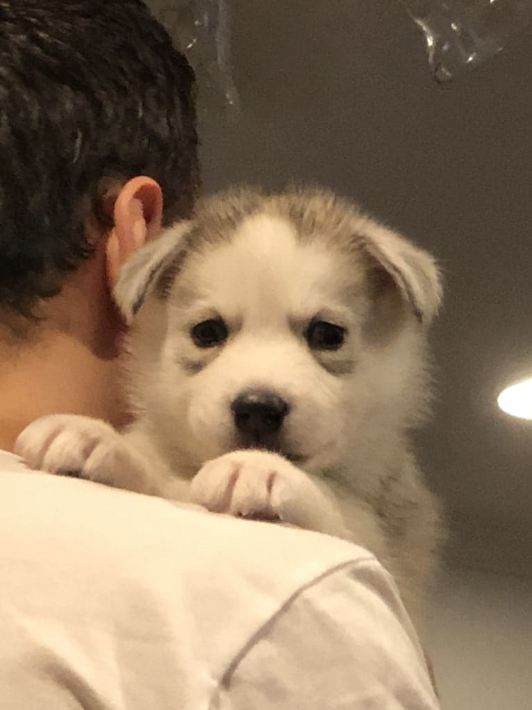 Mansfield, a Siberian Husky and Alaskan Malamute mix tested with EmbarkVet.com