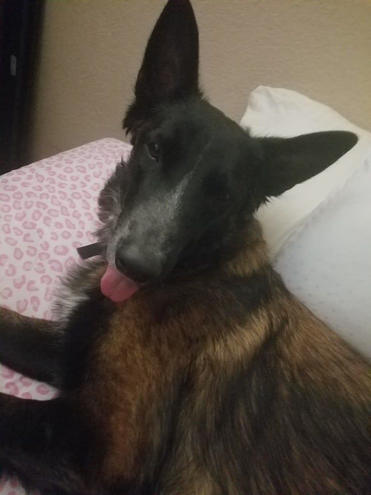 Phoenix, a Belgian Shepherd tested with EmbarkVet.com