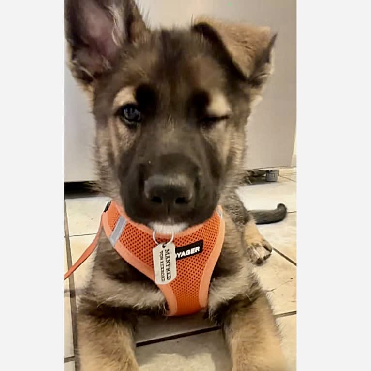 Manfred Von Rexroad, a German Shepherd Dog and American Pit Bull Terrier mix tested with EmbarkVet.com