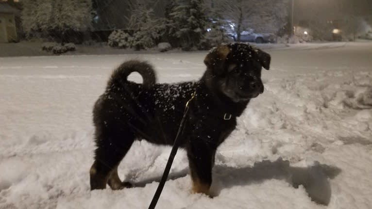 Kaiju Bear, an Akita and Alaskan Malamute mix tested with EmbarkVet.com