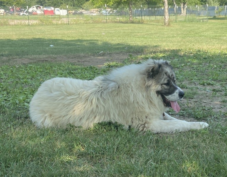 Georgette, a Caucasian Ovcharka tested with EmbarkVet.com