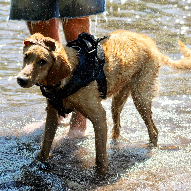 Murphy, a Labradoodle tested with EmbarkVet.com