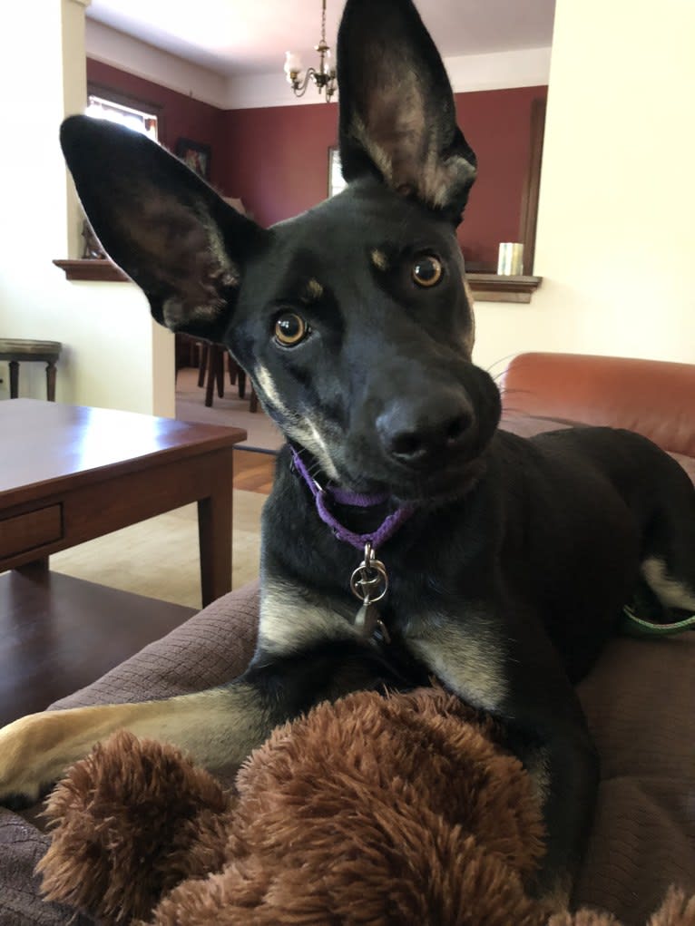 Buddy, a German Shepherd Dog and Weimaraner mix tested with EmbarkVet.com