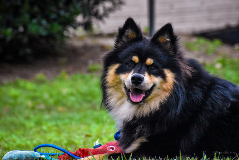 Micah, a Finnish Lapphund tested with EmbarkVet.com