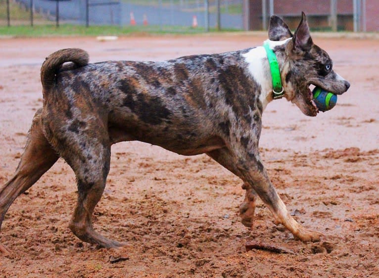 Hammer, a Boston Terrier and Australian Cattle Dog mix tested with EmbarkVet.com