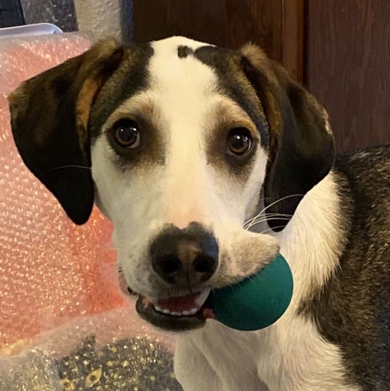 Ernie, a Treeing Walker Coonhound and Miniature/MAS-type Australian Shepherd mix tested with EmbarkVet.com