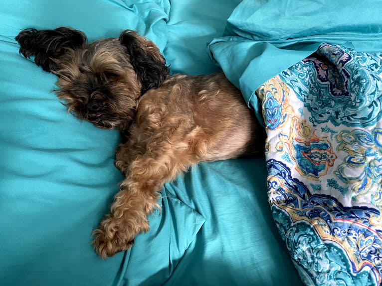 Dakota, a Shihpoo tested with EmbarkVet.com