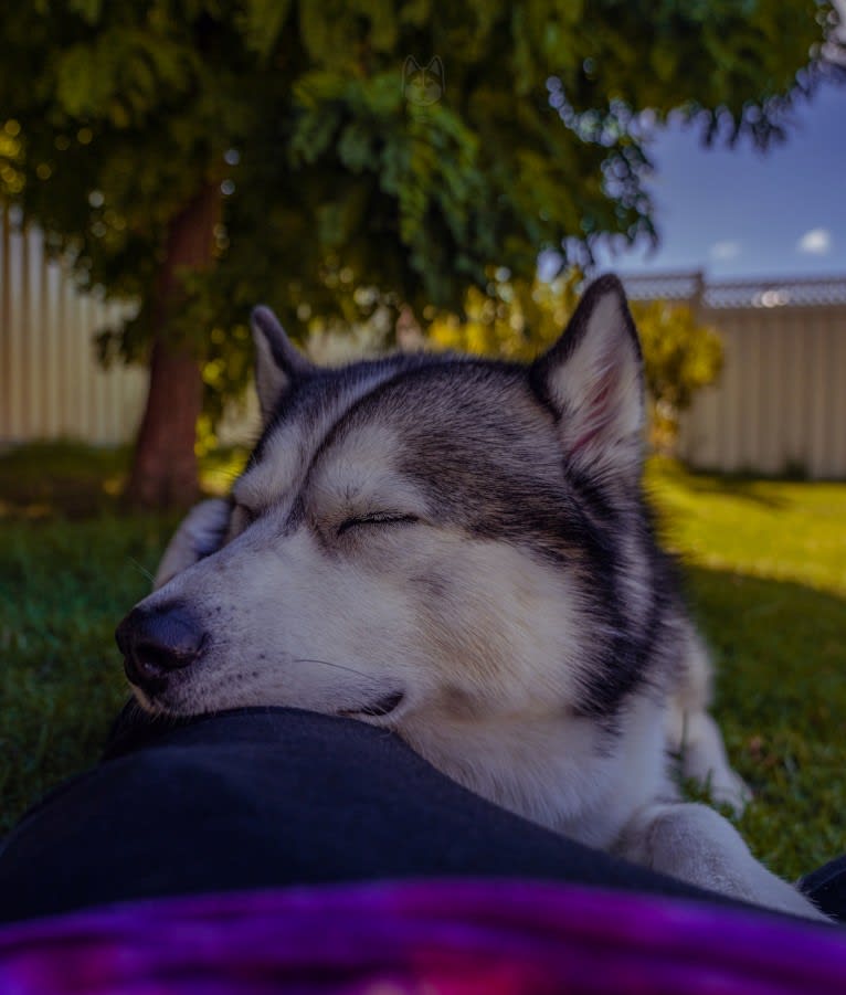 Apollo, a Samoyed and Siberian Husky mix tested with EmbarkVet.com