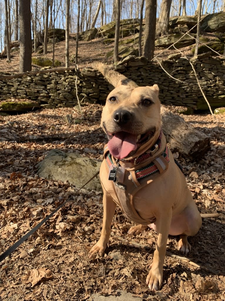 Winnie, an American Pit Bull Terrier tested with EmbarkVet.com