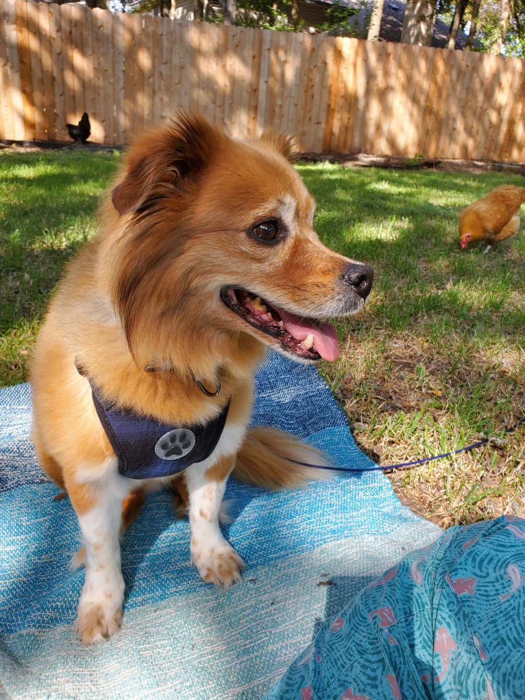 Gizmo, a Pug and Shih Tzu mix tested with EmbarkVet.com