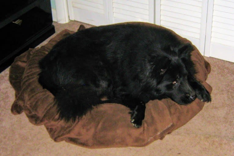 Hudson, a Chow Chow and German Shepherd Dog mix tested with EmbarkVet.com