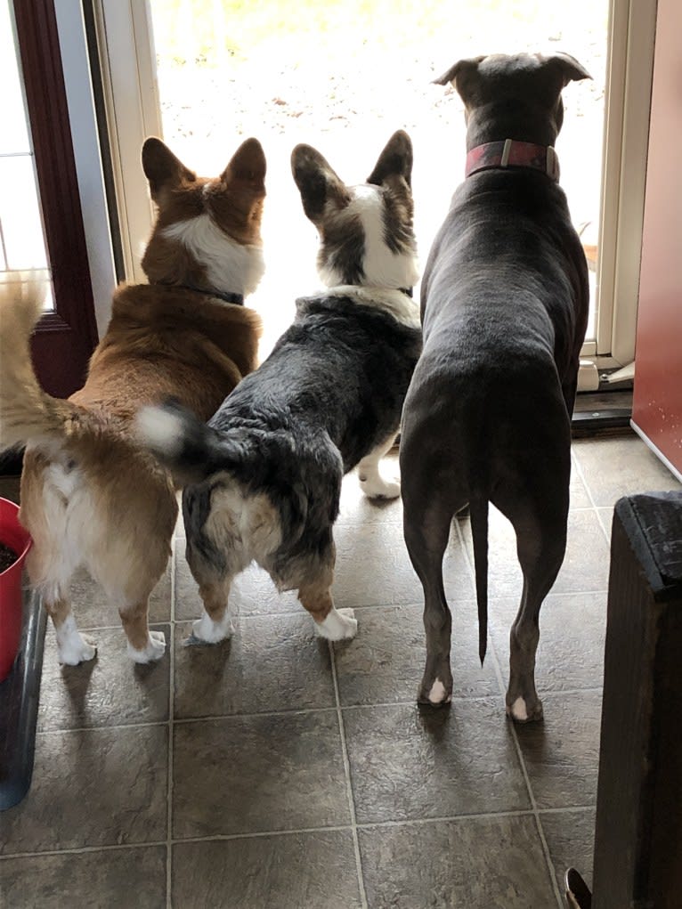 Wizard, a Pembroke Welsh Corgi and Border Collie mix tested with EmbarkVet.com