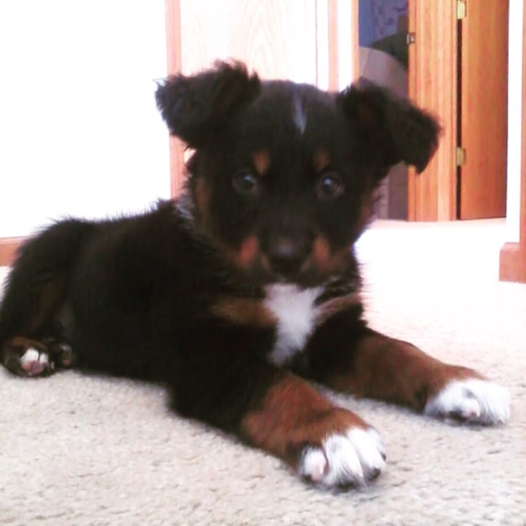 Louie, an Australian Cattle Dog and English Shepherd mix tested with EmbarkVet.com