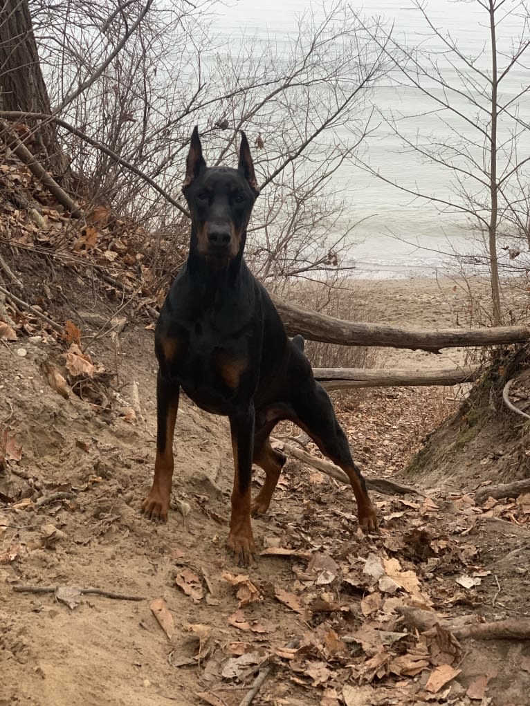 South Paw’s Nhaga, a Doberman Pinscher tested with EmbarkVet.com