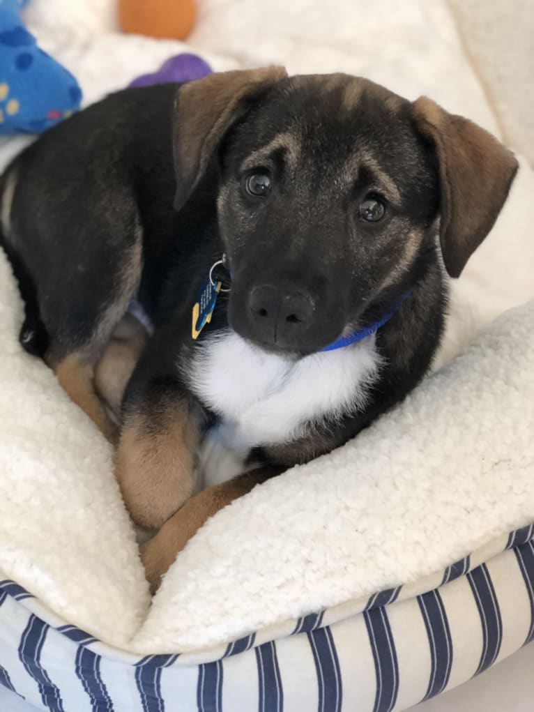 Rhody, a Norwegian Elkhound and Beagle mix tested with EmbarkVet.com
