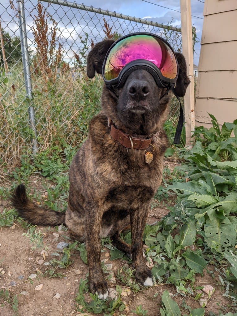 Zion, an American Pit Bull Terrier and Chow Chow mix tested with EmbarkVet.com