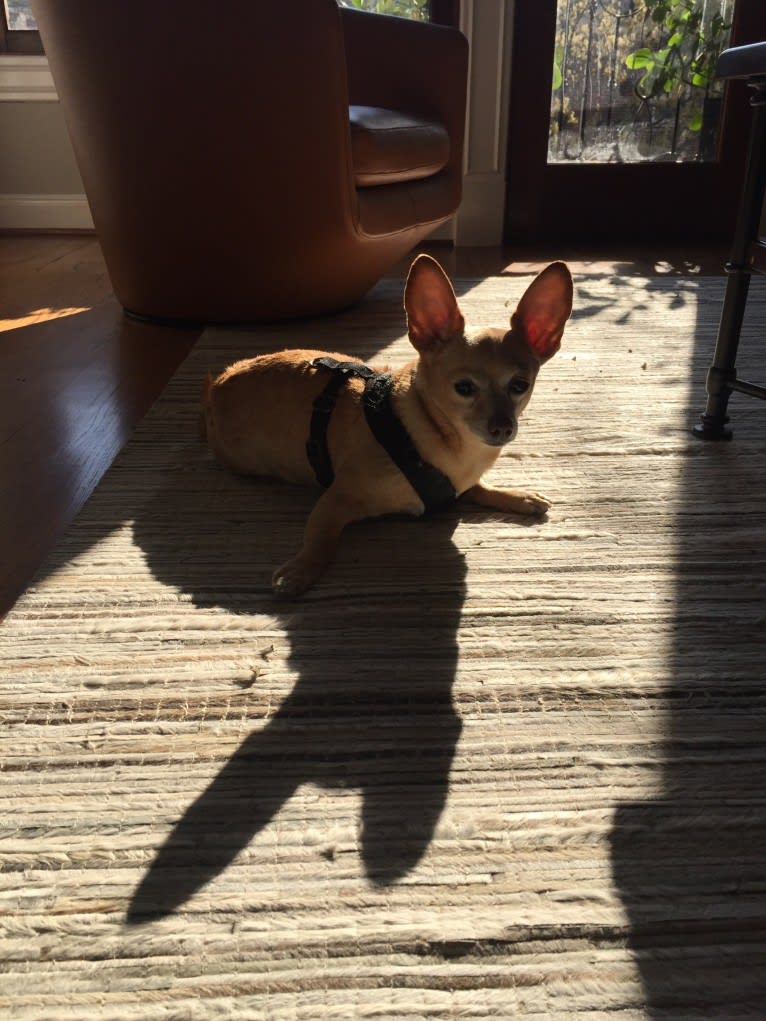 Puppet, a Pomeranian and Chihuahua mix tested with EmbarkVet.com