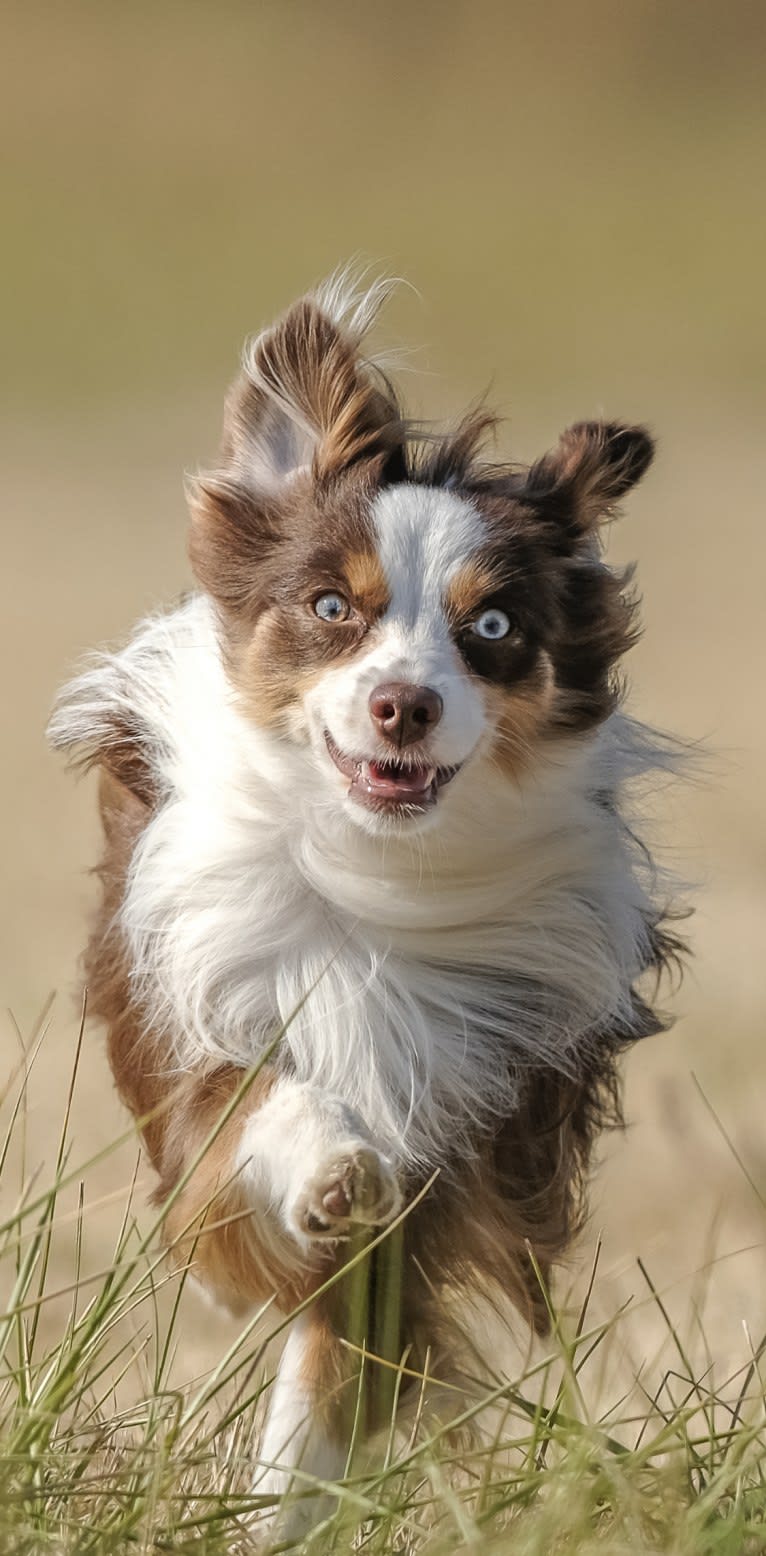 Ludo, an Australian Shepherd tested with EmbarkVet.com