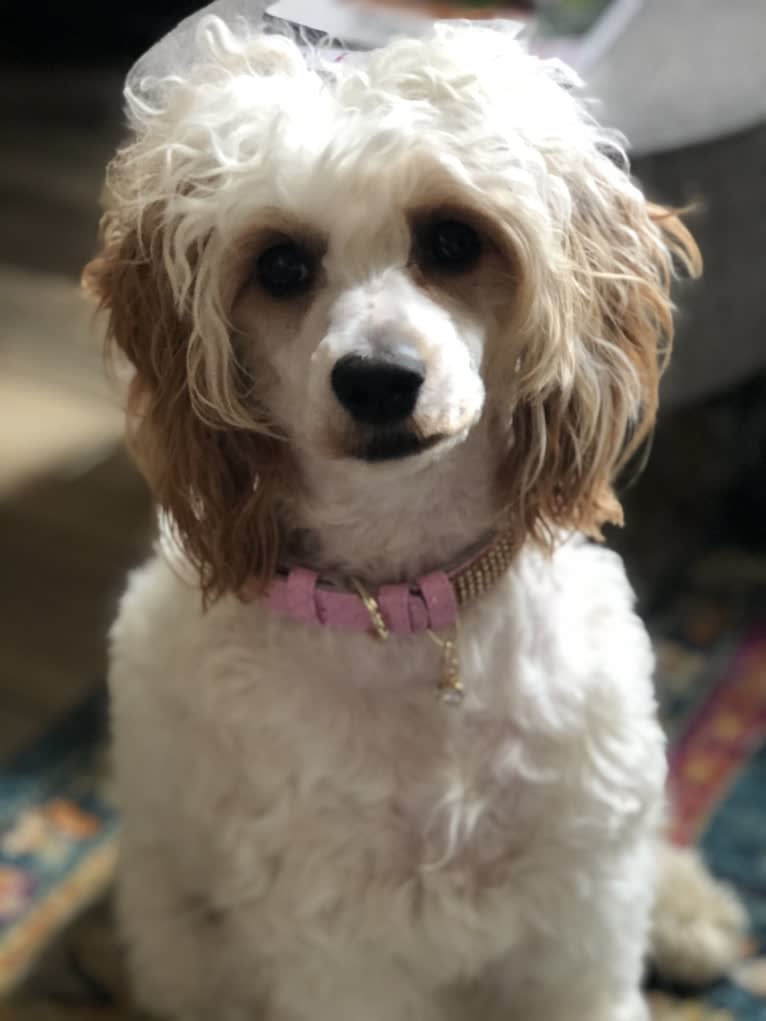 Trysta Belle, a Cockapoo tested with EmbarkVet.com