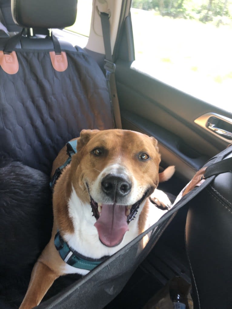 Pete, a Chow Chow and American Pit Bull Terrier mix tested with EmbarkVet.com