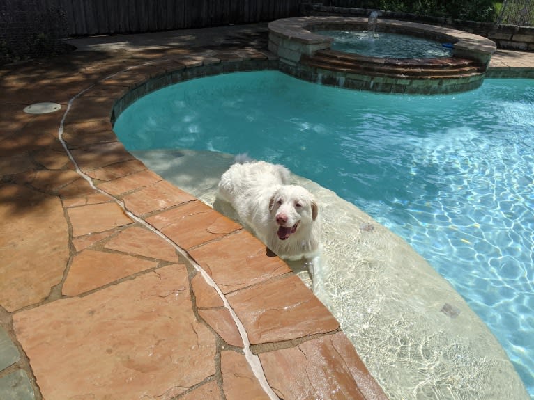 Bear, a Great Pyrenees and Great Dane mix tested with EmbarkVet.com