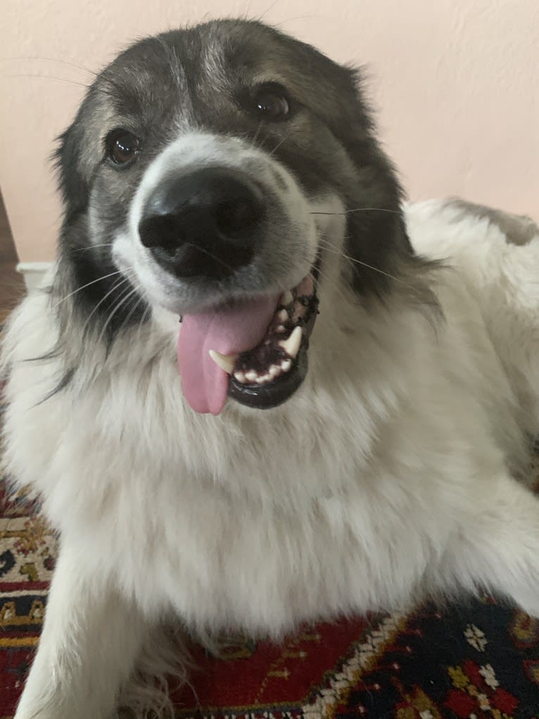 Bodhi, a Great Pyrenees (4.8% unresolved) tested with EmbarkVet.com