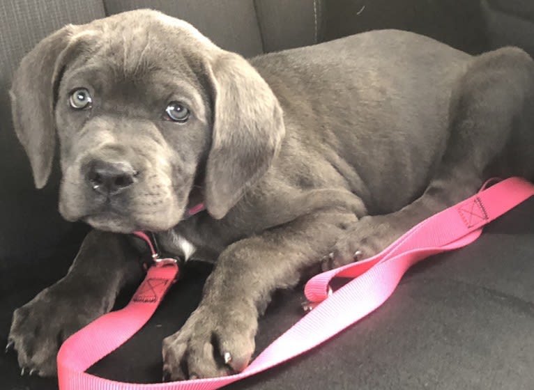 Vesta, a Cane Corso tested with EmbarkVet.com