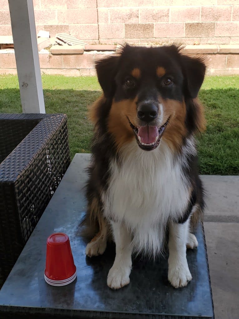 Champ Ice, an Australian Shepherd tested with EmbarkVet.com