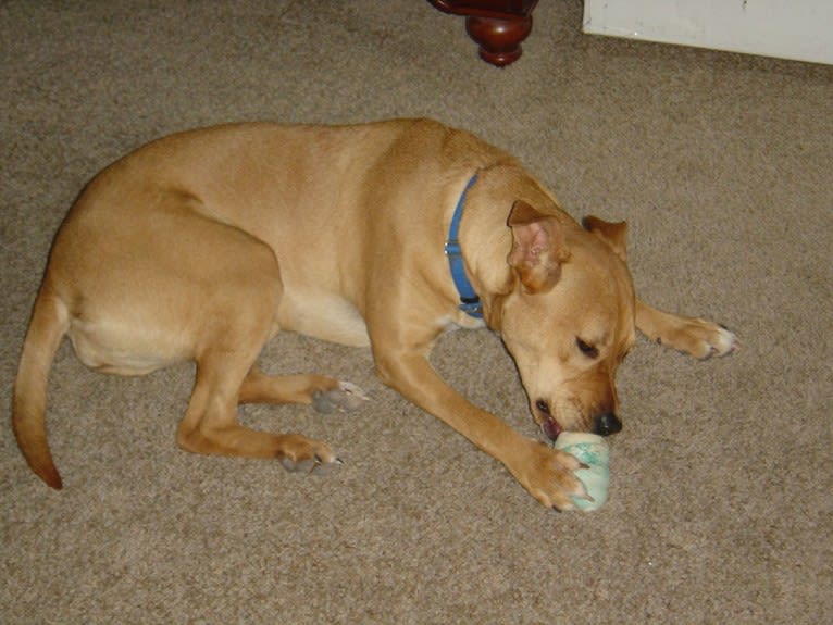 Dana, an American Pit Bull Terrier and Chow Chow mix tested with EmbarkVet.com