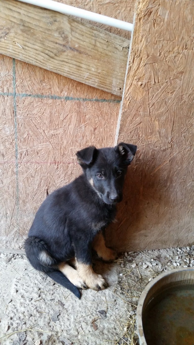 Miss Black, a German Shepherd Dog tested with EmbarkVet.com