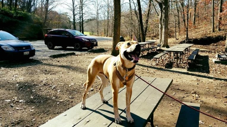 Rocco, an Australian Cattle Dog and American Pit Bull Terrier mix tested with EmbarkVet.com