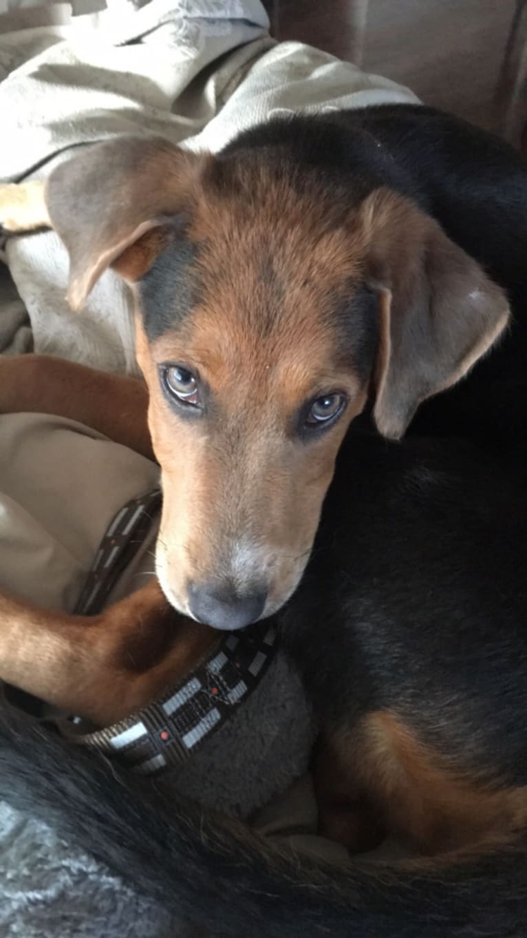Dr. Watson, a Labrador Retriever and German Shepherd Dog mix tested with EmbarkVet.com