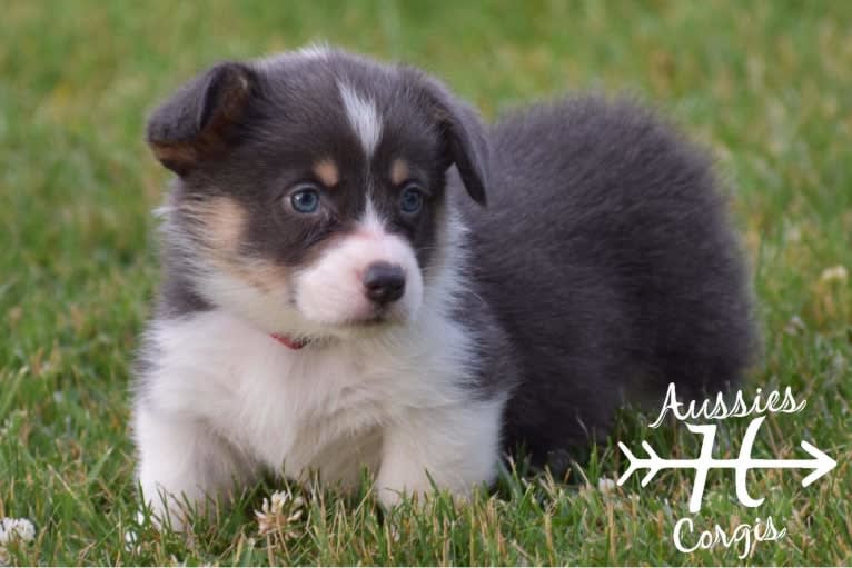 Butterball, a Pembroke Welsh Corgi tested with EmbarkVet.com