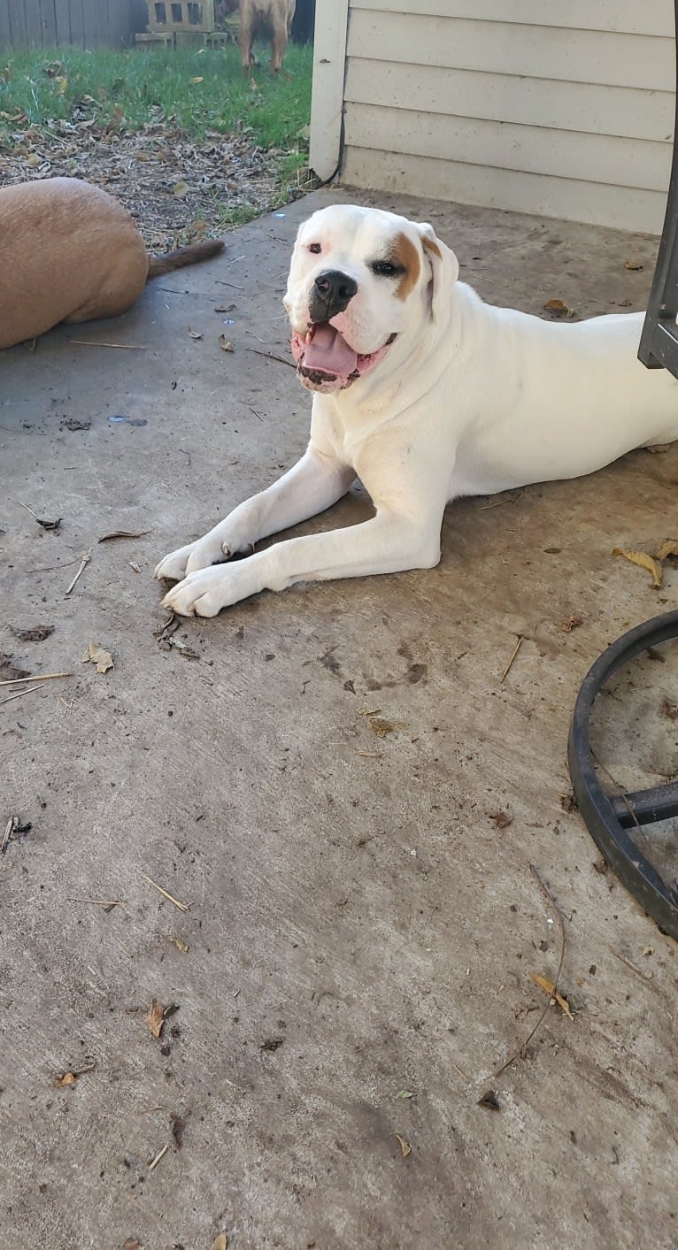 Thorsen, a Boxer and Saint Bernard mix tested with EmbarkVet.com