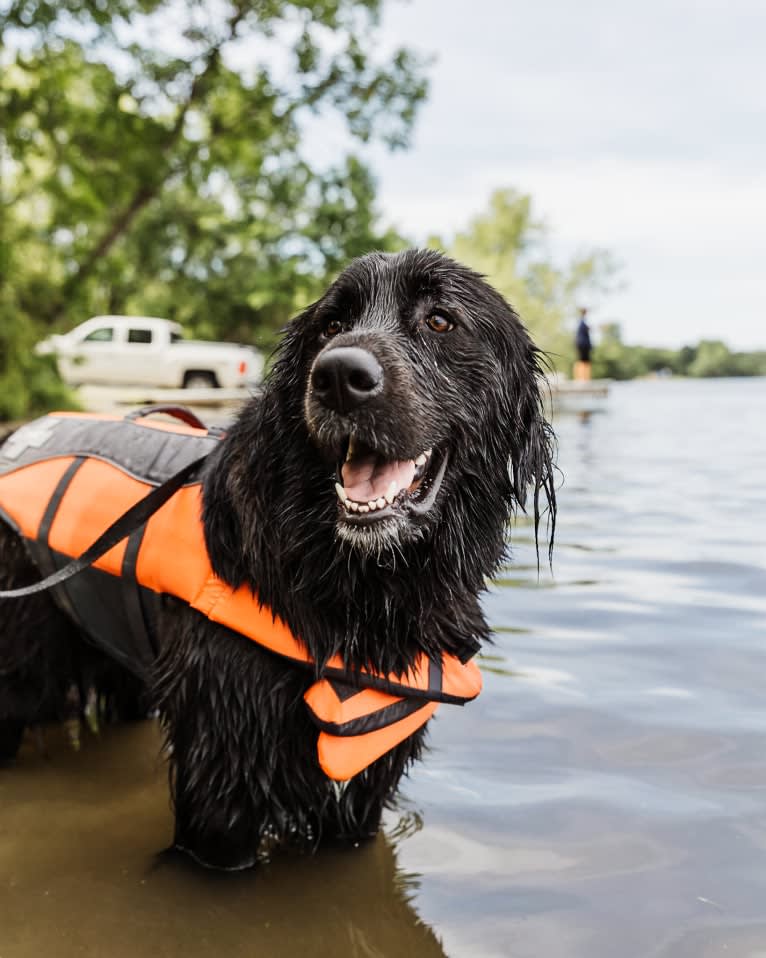 Conway, a Golden Retriever and Great Pyrenees mix tested with EmbarkVet.com