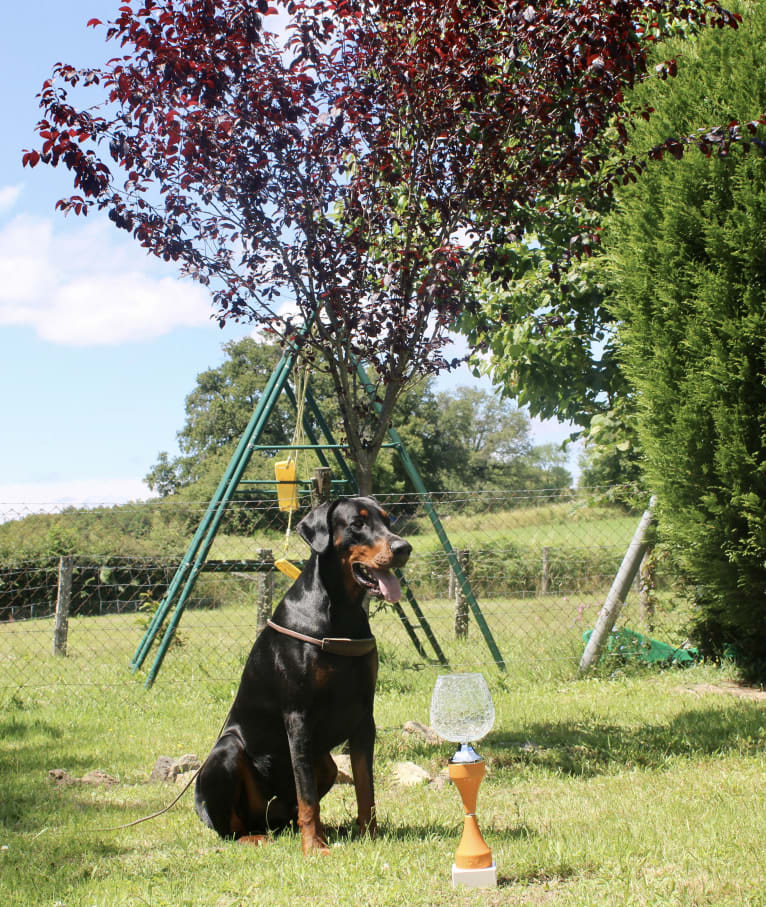 Pacha Kamaq of Dark Ancestor, a Doberman Pinscher tested with EmbarkVet.com