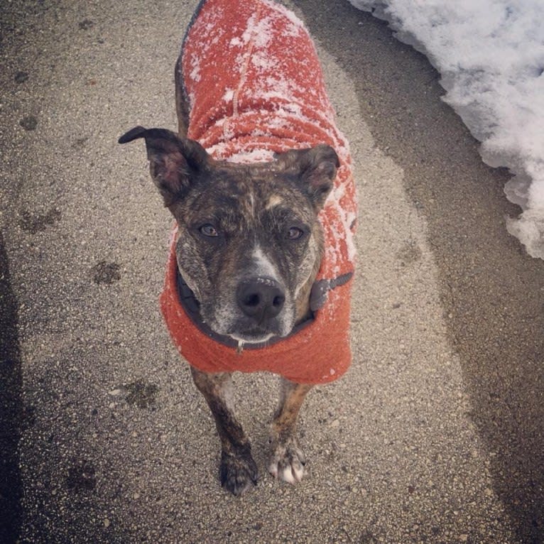 Quinn, an American Pit Bull Terrier and Australian Cattle Dog mix tested with EmbarkVet.com