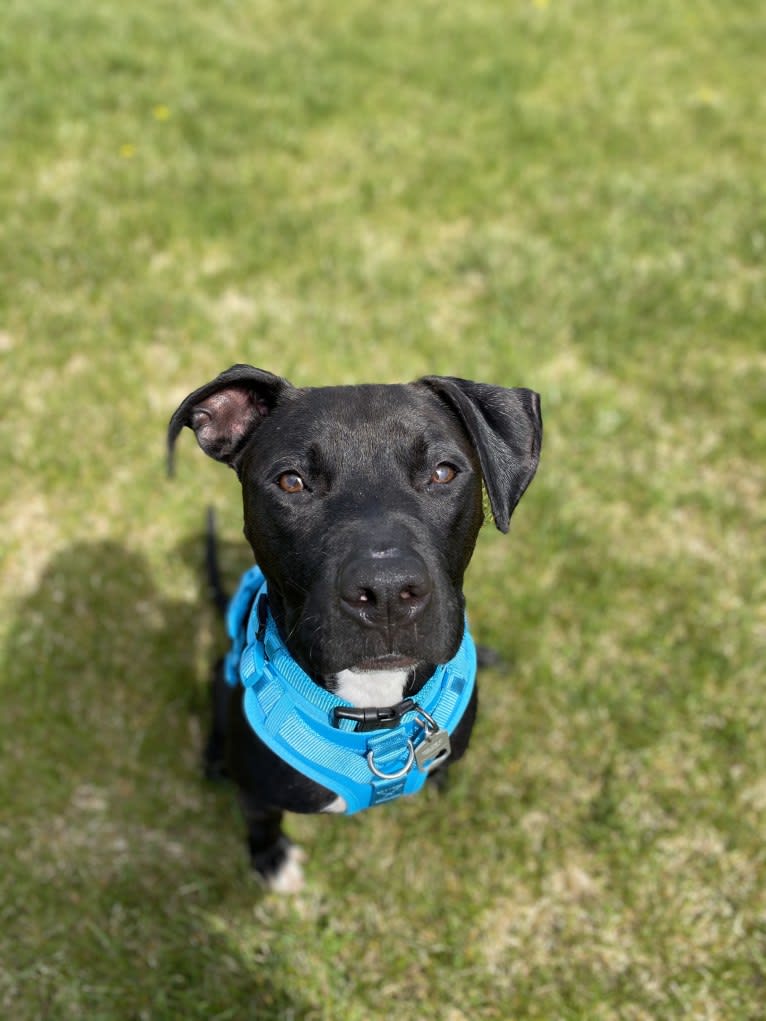 Zeuss, an American Pit Bull Terrier and Boxer mix tested with EmbarkVet.com