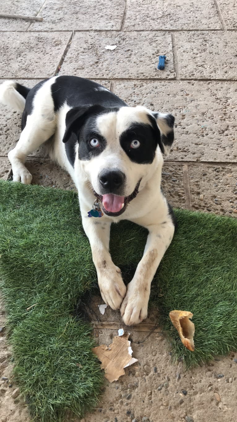 Bully husky on sale