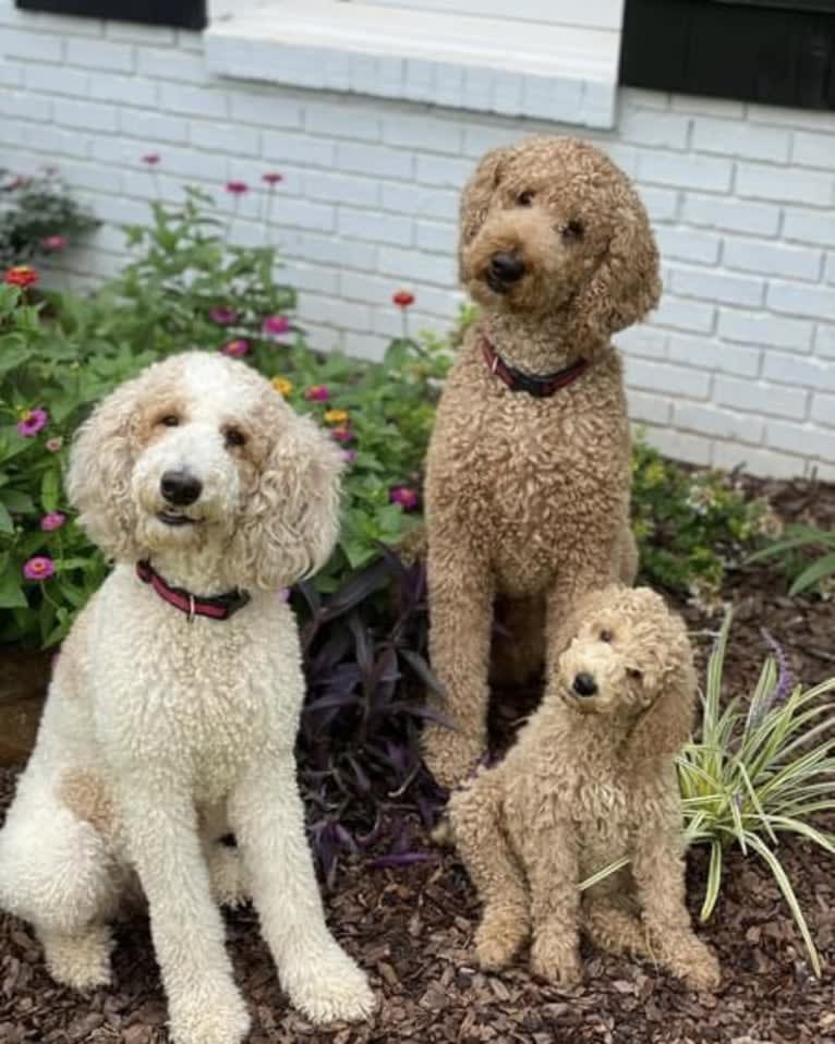 Benson, a Poodle (Standard) tested with EmbarkVet.com