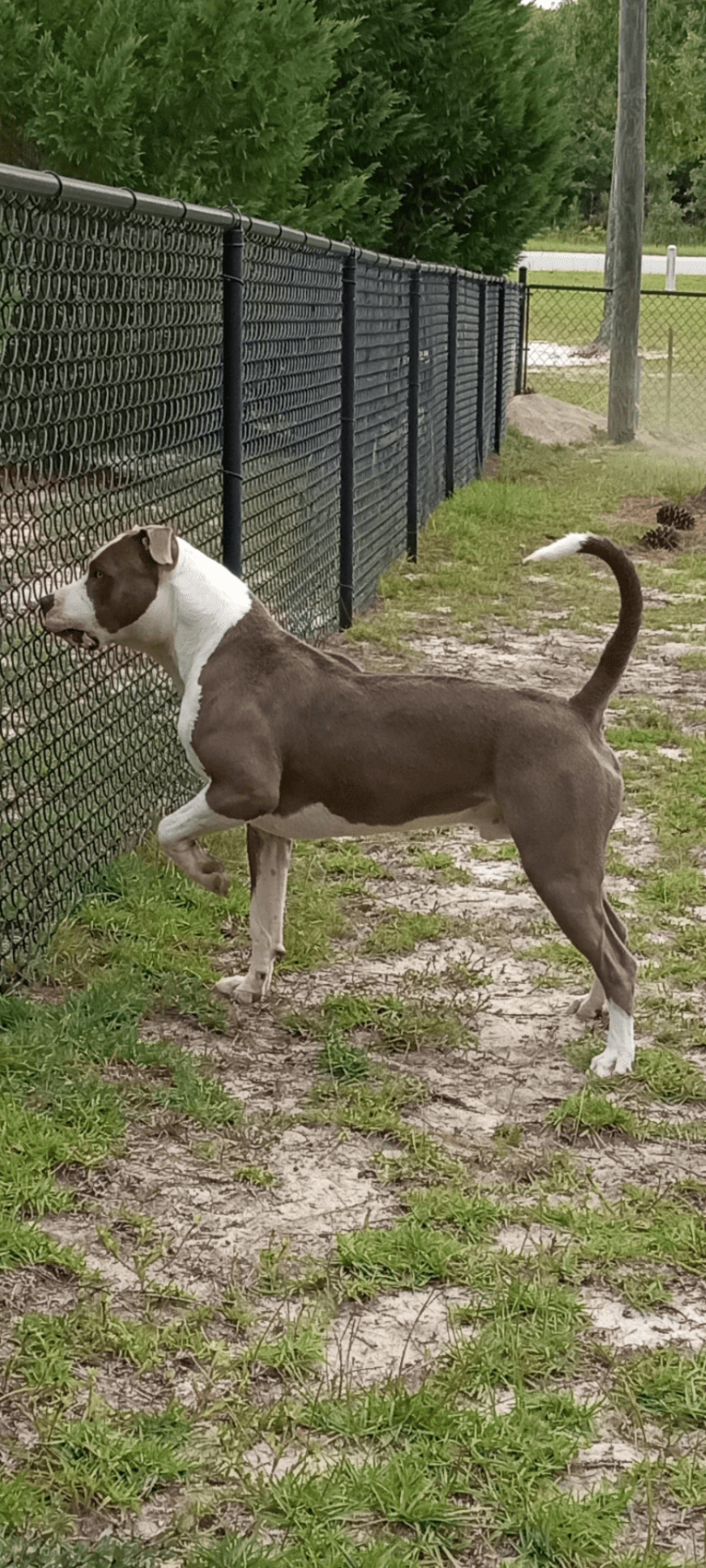 "X" (Dmx), an American Pit Bull Terrier tested with EmbarkVet.com