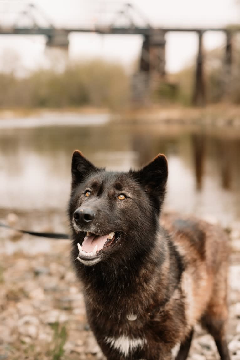 Rogue a dog tested with EmbarkVet.com