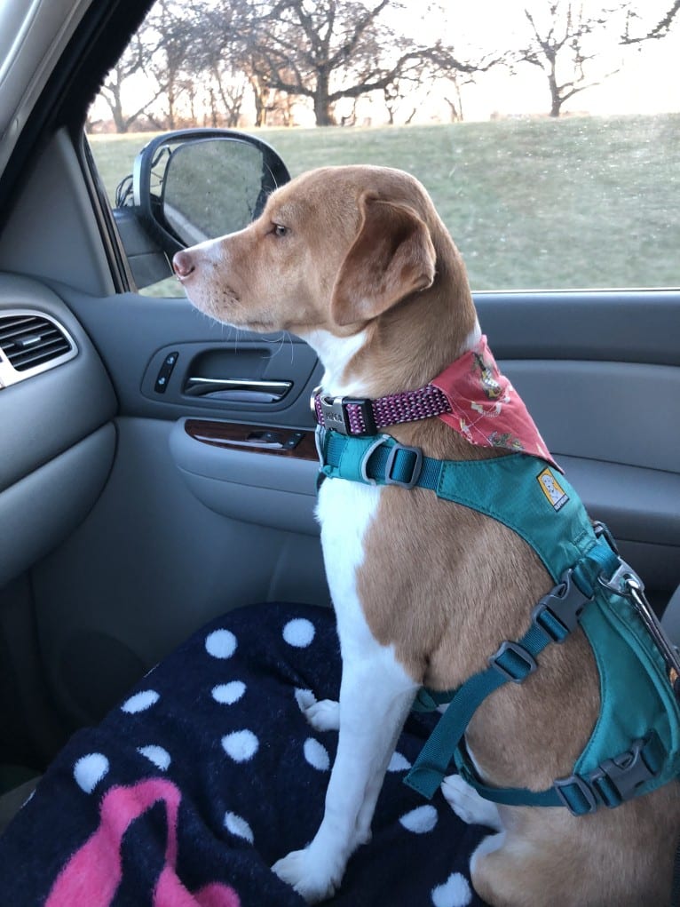 Georgia, a Russell-type Terrier and Chinese Shar-Pei mix tested with EmbarkVet.com