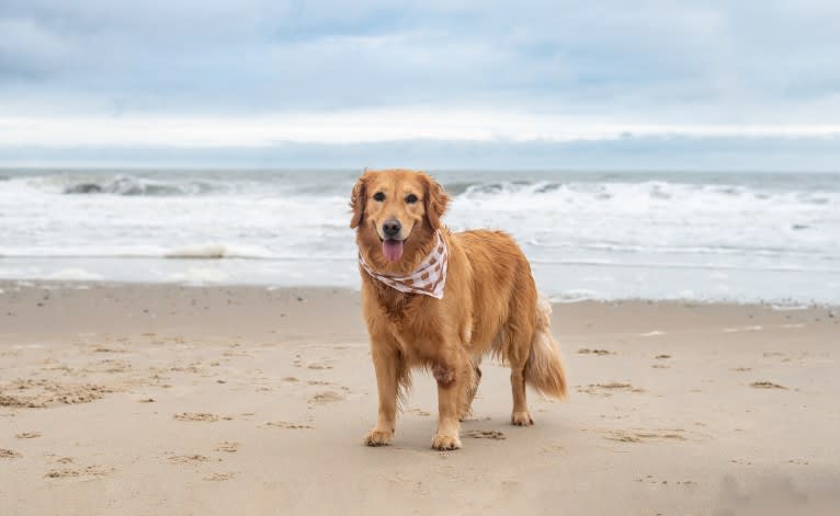 Marley, a Golden Retriever tested with EmbarkVet.com