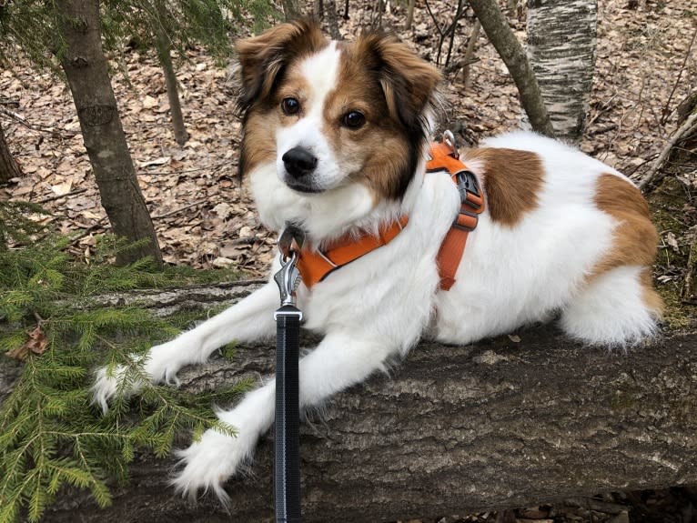 Cooper, an Australian Cattle Dog and Shih Tzu mix tested with EmbarkVet.com