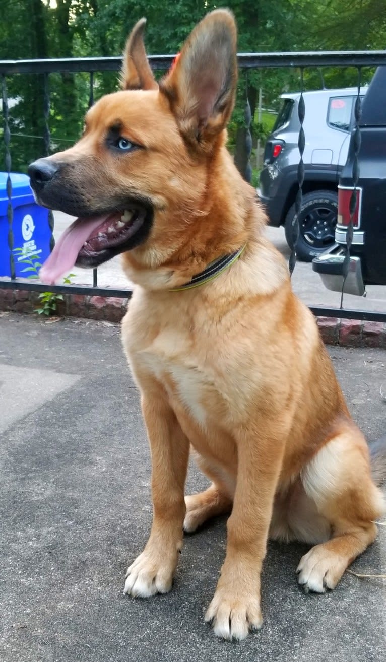 Canyon, a Siberian Husky and Saint Bernard mix tested with EmbarkVet.com